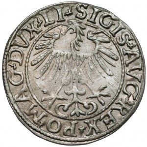 Sigismond II Auguste, demi-penny Vilnius 1557