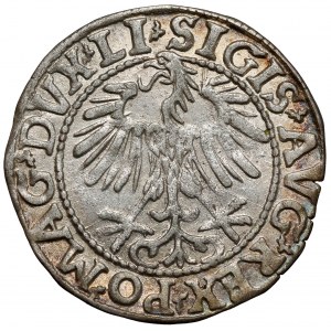 Zygmunt II August, Półgrosz Wilno 1557