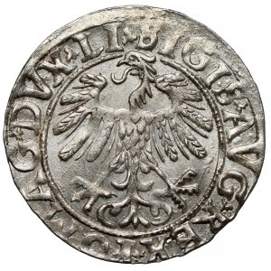 Zygmunt II August, Półgrosz Wilno 1558