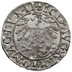 Zygmunt II August, Półgrosz Wilno 1558