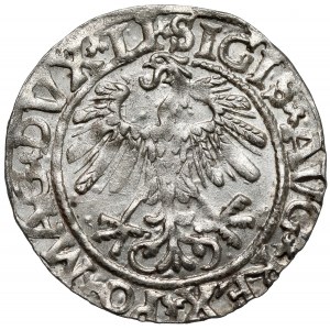 Zygmunt II August, Półgrosz Wilno 1558