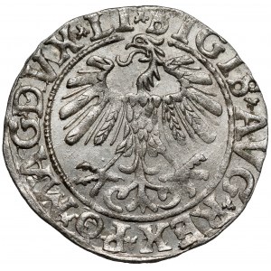 Zygmunt II August, Półgrosz Wilno 1558