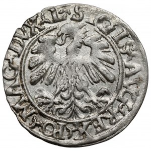 Zygmunt II August, Półgrosz Wilno 1559