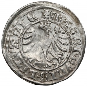 Zygmunt I Stary, Półgrosz Wilno 1509