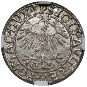 Zygmunt II August, Półgrosz Wilno 1557
