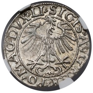 Zygmunt II August, Półgrosz Wilno 1557
