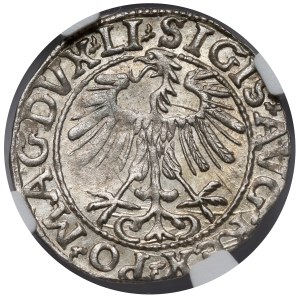Sigismond II Auguste, demi-penny Vilnius 1557