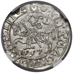 Zygmunt II August, Półgrosz Wilno 1557