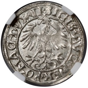 Zygmunt II August, Półgrosz Wilno 1556