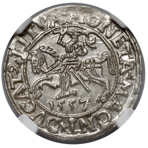 Zygmunt II August, Półgrosz Wilno 1557