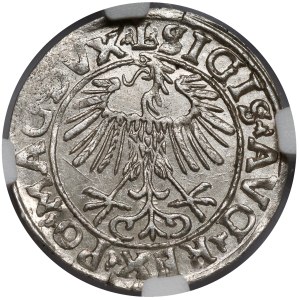 Zygmunt II August, Półgrosz Wilno 1557