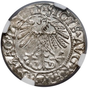 Sigismond II Auguste, demi-penny Vilnius 1558