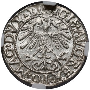 Zygmunt II August, Półgrosz Wilno 1558