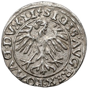 Zygmunt II August, Półgrosz Wilno 1557 - 2x koniczyna - rzadki