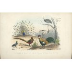 Buffon De La Jeunesse. Histoire Naturelle des mammifères, des oiseaux, des reptiles et des poissons. Paris [ok. 1866] Peltier et Mulo Editeurs.