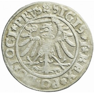 Sigismund I. der Alte, Pfennig 1534, Elbląg, ELBINK/PRVS
