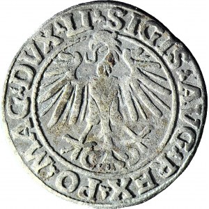 R-, Sigismund II Augustus, Half-penny 1548, Vilnius, Roman 1