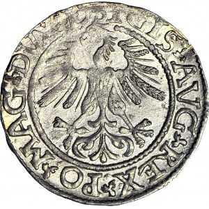 Zygmunt II August, Półgrosz 1561, Wilno L/LITV, menniczy