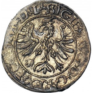 RRR-, Sigismund II Augustus, Half-penny 1566, Tykocin, Jastrzębiec coat of arms, MAG (known from Czapski collection)