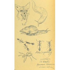 Ludwik MACIĄG (1920-2007), Szkice: głowy lisa, ślimaka i mrówek