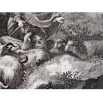 Cavalli Venetiis, Copperplate, 18th century