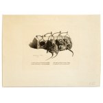 Rat trap, Lithography, 19th century