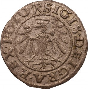 Gdańsk - Zygmunt I Stary - szeląg 1539 - 