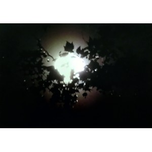 Lucyna Kuśnierczyk, Aus der Serie Im Garten bei Nacht, Dem Mond auf der Spur, 2022