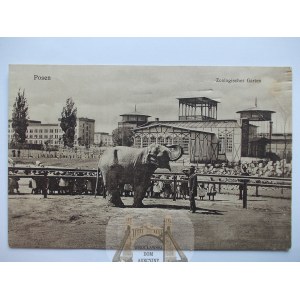 Poznan, Posen, zoologischer Garten, Elefant, 1917