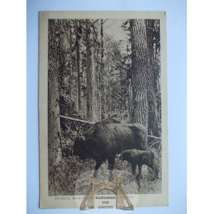Bialowieza, Bialowieza Forest, bison with young, ca. 1930.