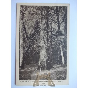 Bialowieza, Bialowieza Forest, 200-year-old spruce tree, ca. 1930.