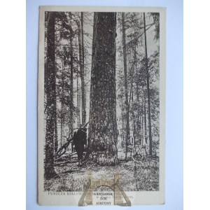 Bialowieza, Bialowieza Forest, 280 year old pine tree, circa 1930.