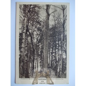 Białowieża, Białowieża-Wald, 350-jährige Eiche, ca. 1930