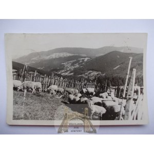 Beskidy, Zywiec, sheep grazing, 1944
