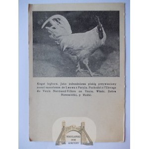 Nowosiółki k. Rudki, Gospodarstwo rolne, reklama, kogut, ok. 1930