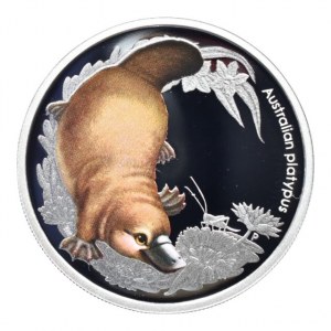 Austrálie, 50 cent 2013 Australian Bush Babies II: Platypus, Ag999, 15.591g, čtvercová kapsle