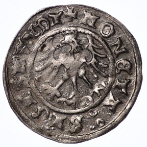 Sigismund I. der Alte, halber Pfennig, 1509, Krakau - schön