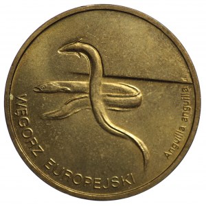 2 Gold 2003, Europäischer Aal