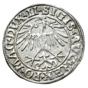 Zygmunt II August, Półgrosz 1550, Wilno - LI/LITVA