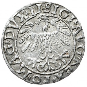 Sigismund II. Augustus, Halbpfennig 1558, Wilna, SIGI statt SIGIS