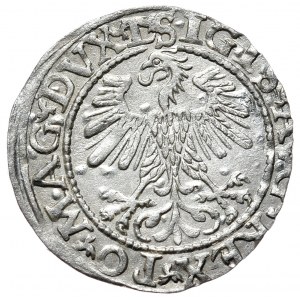 Sigismund II. Augustus, Halbpfennig 1560, Wilna - L/LITV