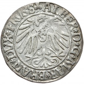 Knížecí Prusko, Albrecht Hohenzollern, penny 1543, Königsberg