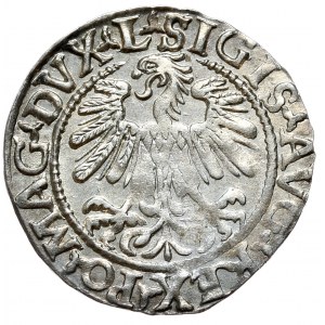 Sigismund II. Augustus, halber Pfennig 1559, Vilnius, L/LITVA