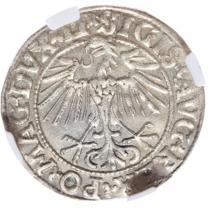 Zygmunt II August, półgrosz 1548, Wilno, LI/LITVA
