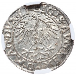 Zygmunt II August, półgrosz 1556, Wilno, LI/LITV