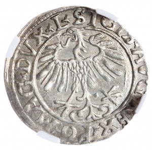 Zygmunt II August, półgrosz 1556, Wilno, L/LITVA