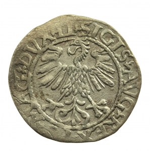 Sigismund II. Augustus, Halbpfennig 1561 Wilna