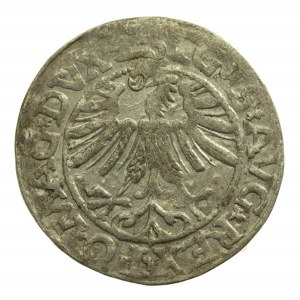 Sigismund II. Augustus, Halbpfennig 1563r Wilna