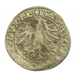 Sigismund II. Augustus, Halbpfennig 1563 Wilna