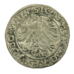 Zygmunt II August, Półgrosz 1564 Wilno